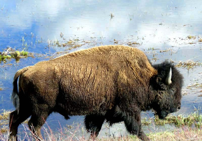 Herbivores