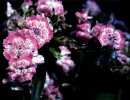 35 Can you identify this flower  11  800