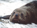 4  Chilean sea lion 800