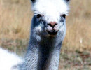 9 Alpaca in the Alitplano of Bolivia 800