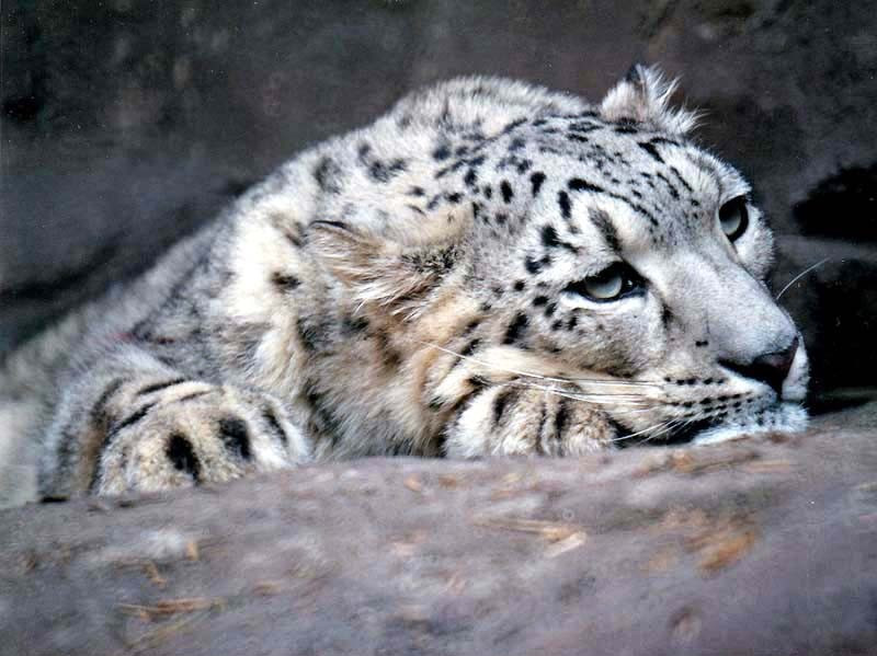 2 Snow Leopard in the mountains of western China 800