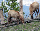 56. Mule deers in Yellowtone National Park 800