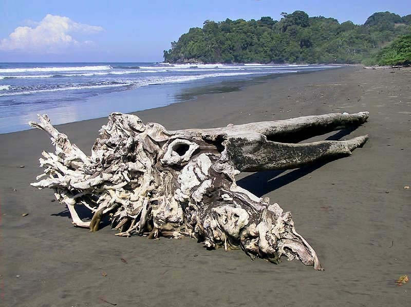 1.  old tree on a beach in osa  mf  800