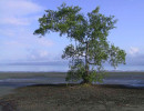 71. salt water tree in puerto jimenez  costa rica 800