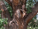55. tree trunk in capitol reef np 800