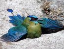 2 Bobo sunning himself outside of San Jose  Costa Rica 800