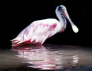 birds honduras 2 800