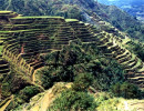 16a milleniums of rice production in the philippines 800b