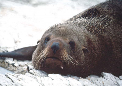 Marine Life