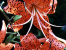 101 can you identify this flower 800
