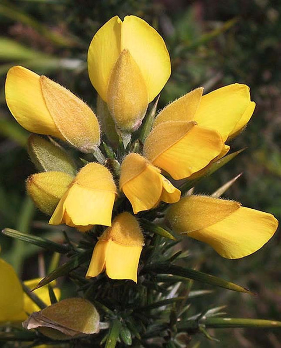 43 can you identify this flower  15  800