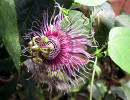 92  help identify ths flower .800