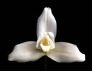 23 lycaste orchid from singapore 800