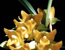55 lycaste orchid from singapore  10  800