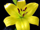 2 lily photogrpahed in costa rica 800