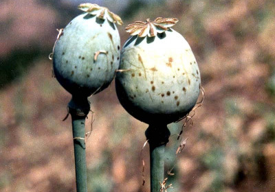 Opium Poppy