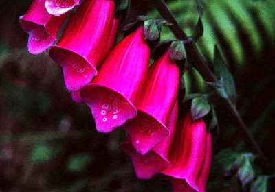 Foxglove