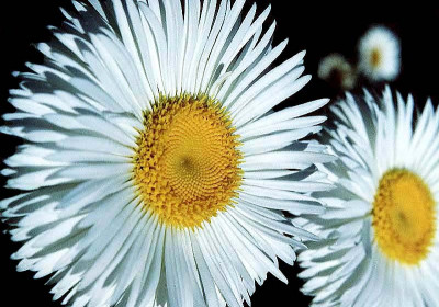 Philadelphia Flaebane