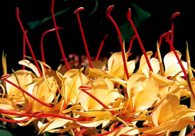 Hedychium garnerianum