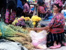 20 Pedaling cut flowers in Solala 800