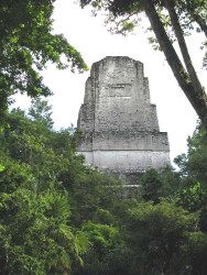 16 mayan pyramid towering above the tree line of tikal